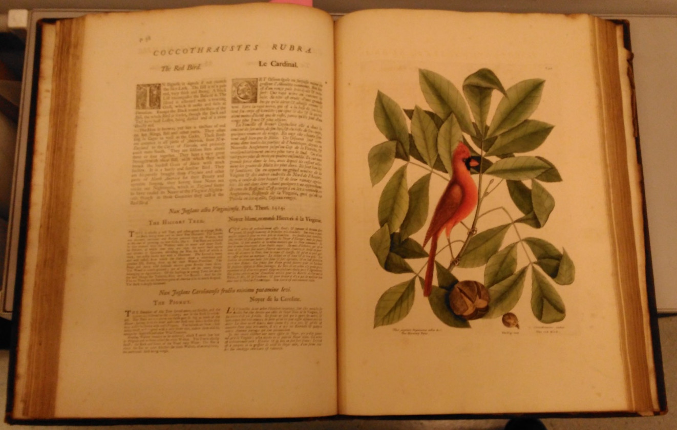 Page from 'Natural History of Carolina'