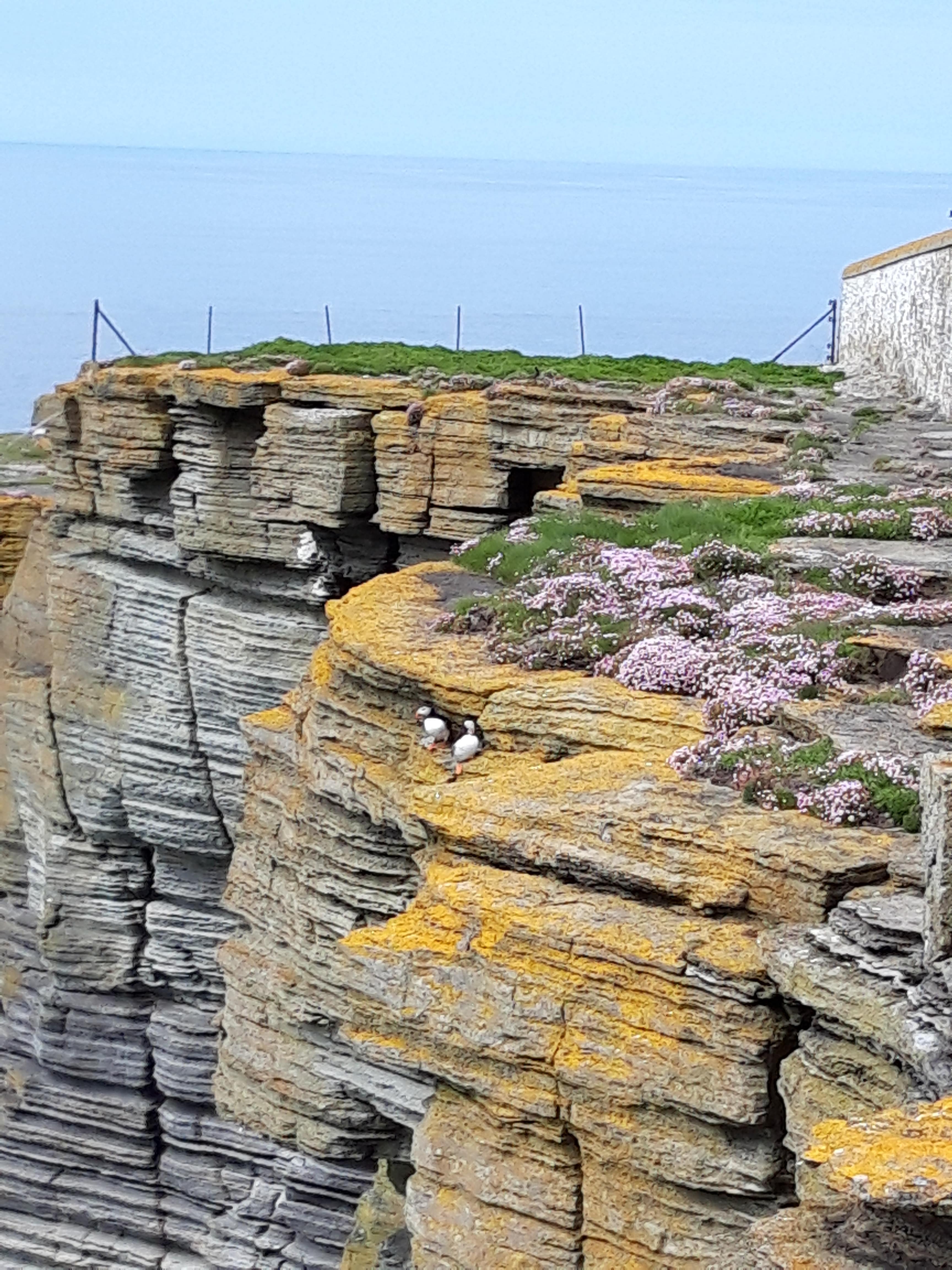 Photo of Orkney puffins
